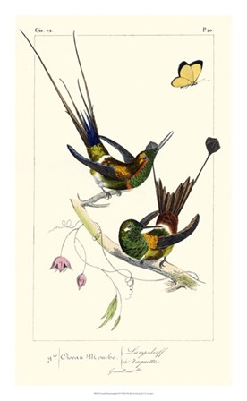 Lemaire Hummingbirds IV by C.L. Lemaire art print