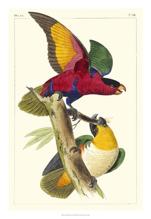 Lemaire Parrots I by C.L. Lemaire art print