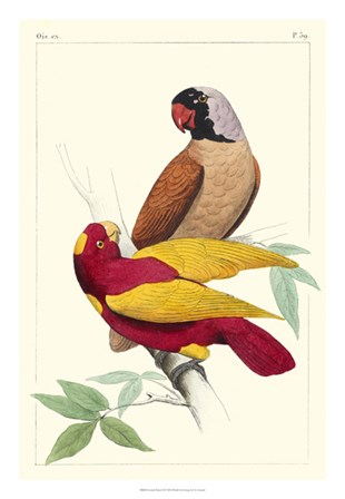 Lemaire Parrots II by C.L. Lemaire art print