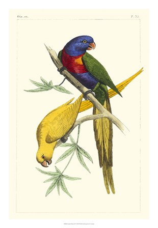 Lemaire Parrots IV by C.L. Lemaire art print
