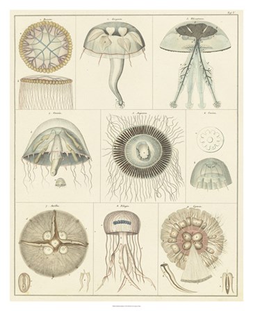 Jellyfish Display by Oken art print