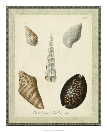 Bookplate Shells IX by Vision Studio art print