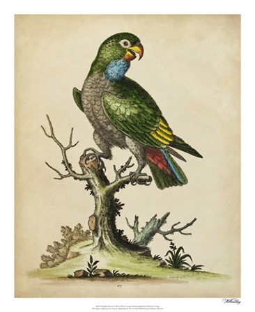 Paradise Parrots I by George Edwards art print