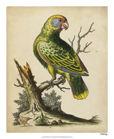 Paradise Parrots V by George Edwards art print