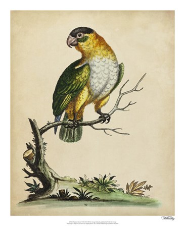 Paradise Parrots VI by George Edwards art print