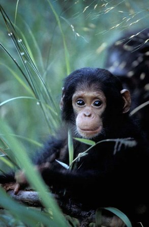 Infant Chimpanzee, Tanzania by Kristin Mosher / Danita Delimont art print