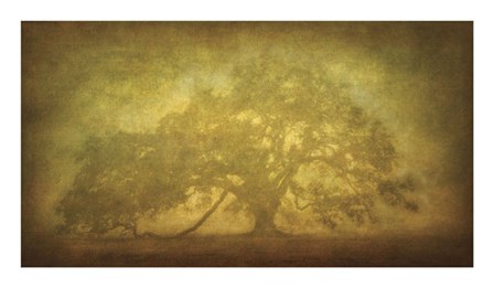 St. Joe Plantation Oak in Fog 3 by William Guion art print