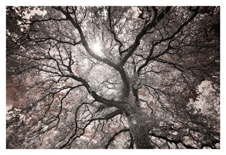 Ethereal Tree by Michael Hudson art print