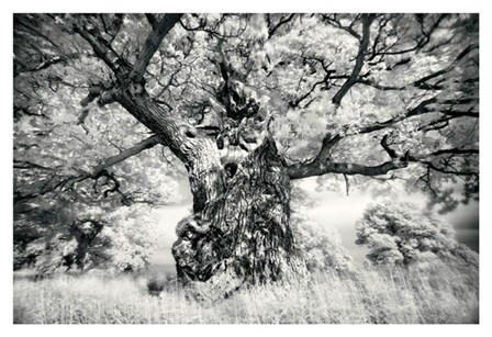 Portrait of a Tree, Study 1 by Marcin Stawiarz art print