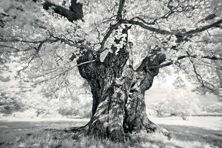 Portrait of a Tree, Study 18 by Marcin Stawiarz art print