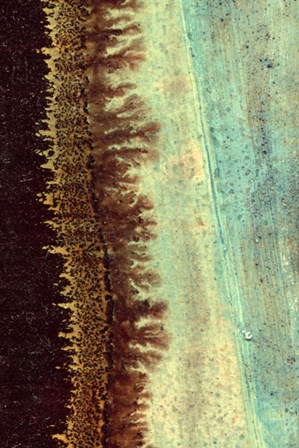 Lichen I by J. McKenzie art print