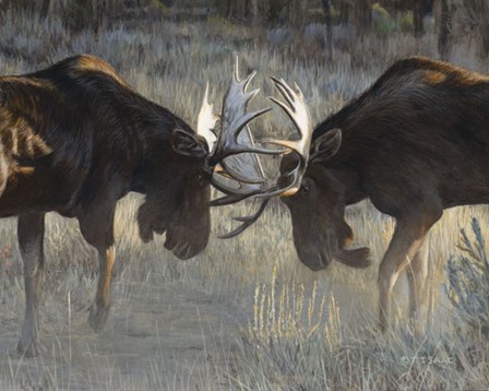 Moose Challenge by Terry Isaac art print