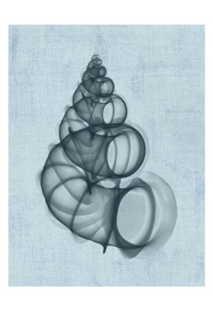 Wentletrap Shell (light blue) by Bert Myers art print