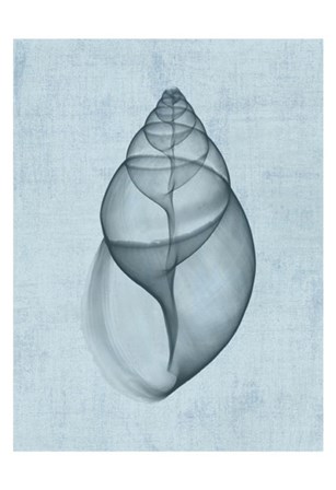 Achatina Shell (light blue) by Bert Myers art print