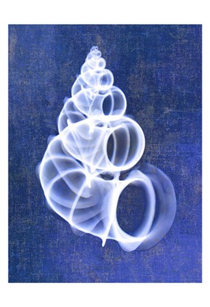 Wentletrap Shell (indigo) by Bert Myers art print