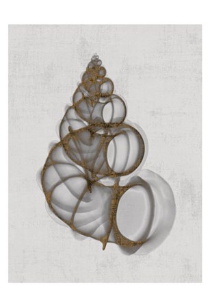 Wentletrap Shell by Bert Myers art print