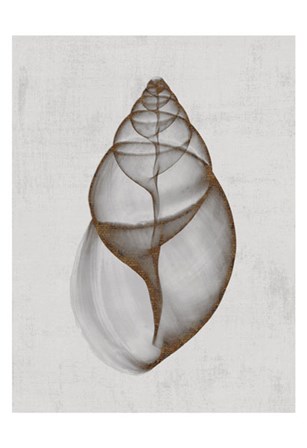 Achatina Shell by Bert Myers art print