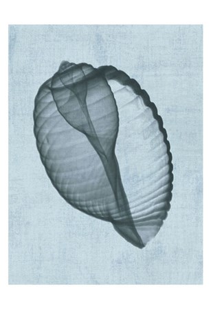 Banded Tun Shell (light blue) by Bert Myers art print