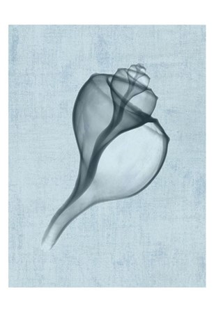 Channelled Whelk (light blue) by Bert Myers art print