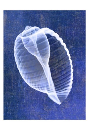 Banded Tun Shell (indigo) by Bert Myers art print