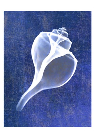 Channelled Whelk (indigo) by Bert Myers art print