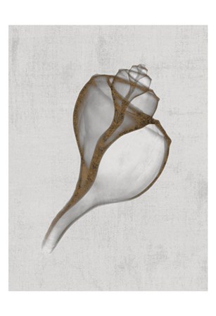 Channelled Whelk by Bert Myers art print