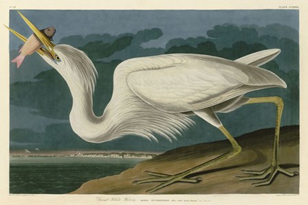 Great White Heron by John James Audubon art print