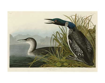 Great Northern Diver or Loon by John James Audubon art print