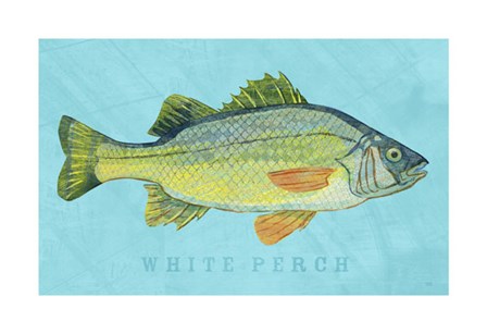White Perch by John W. Golden art print