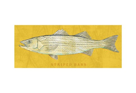Striped Bass by John W. Golden art print