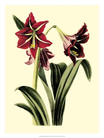 Royal Botanical Study I by B. Cotton art print