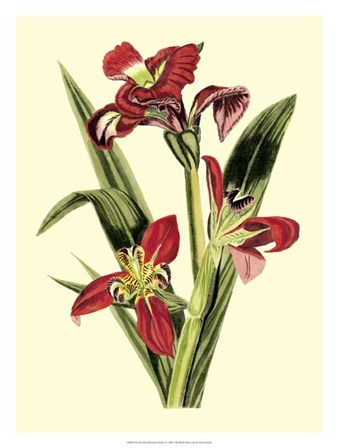Royal Botanical Study II by B. Cotton art print