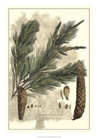 Antique Weymouth Pine Tree by John Miller art print