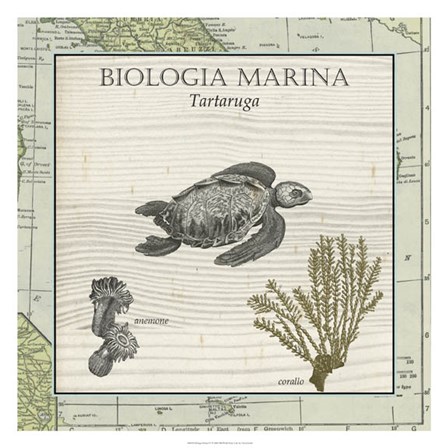 Biologia Marina IV by Vision Studio art print