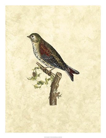 Selby Birds VI by John Selby art print