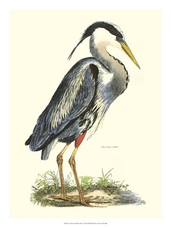 Great Blue Heron by John Selby art print