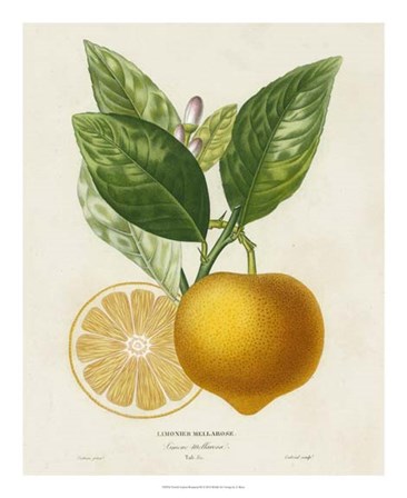 French Lemon Botanical III by A. Risso art print