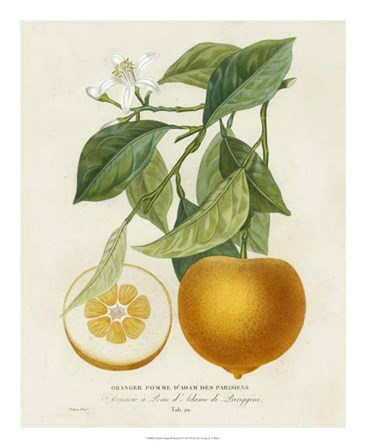 French Orange Botanical I by A. Risso art print