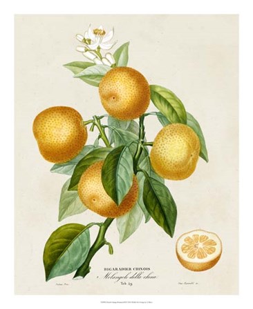 French Orange Botanical III by A. Risso art print