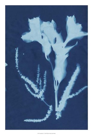 Cyanotype No.17 by Jenna Guthrie art print