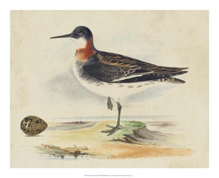 Meyer Shorebirds II by H.l. Meyer art print