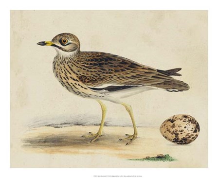 Meyer Shorebirds IV by H.l. Meyer art print