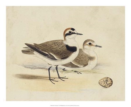 Meyer Shorebirds V by H.l. Meyer art print