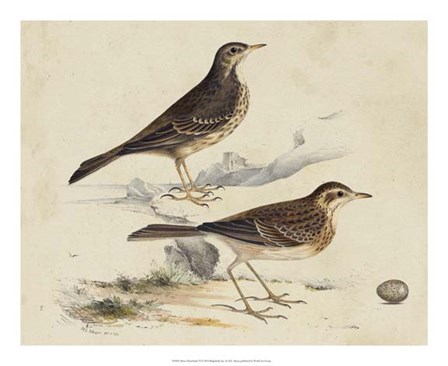 Meyer Shorebirds VI by H.l. Meyer art print