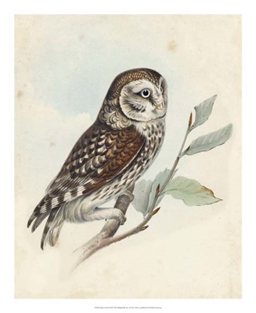 Meyer Little Owl by H.l. Meyer art print