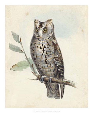 Meyer Scops-Eared Owl by H.l. Meyer art print