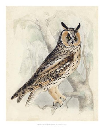 Meyer Long-Eared Owl by H.l. Meyer art print