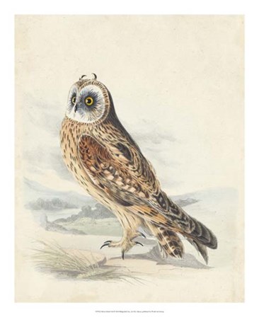 Meyer Hawk Owl by H.l. Meyer art print