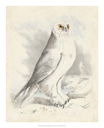 Meyer Snowy Owl by H.l. Meyer art print