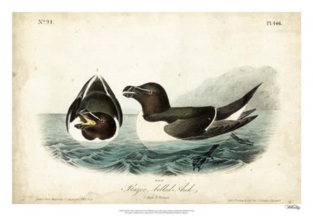 Audubon Razor-billed Auk by John James Audubon art print